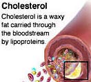 Cholesterol HDL and LDL Anatomy