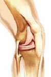 Knee Joint Anatomy